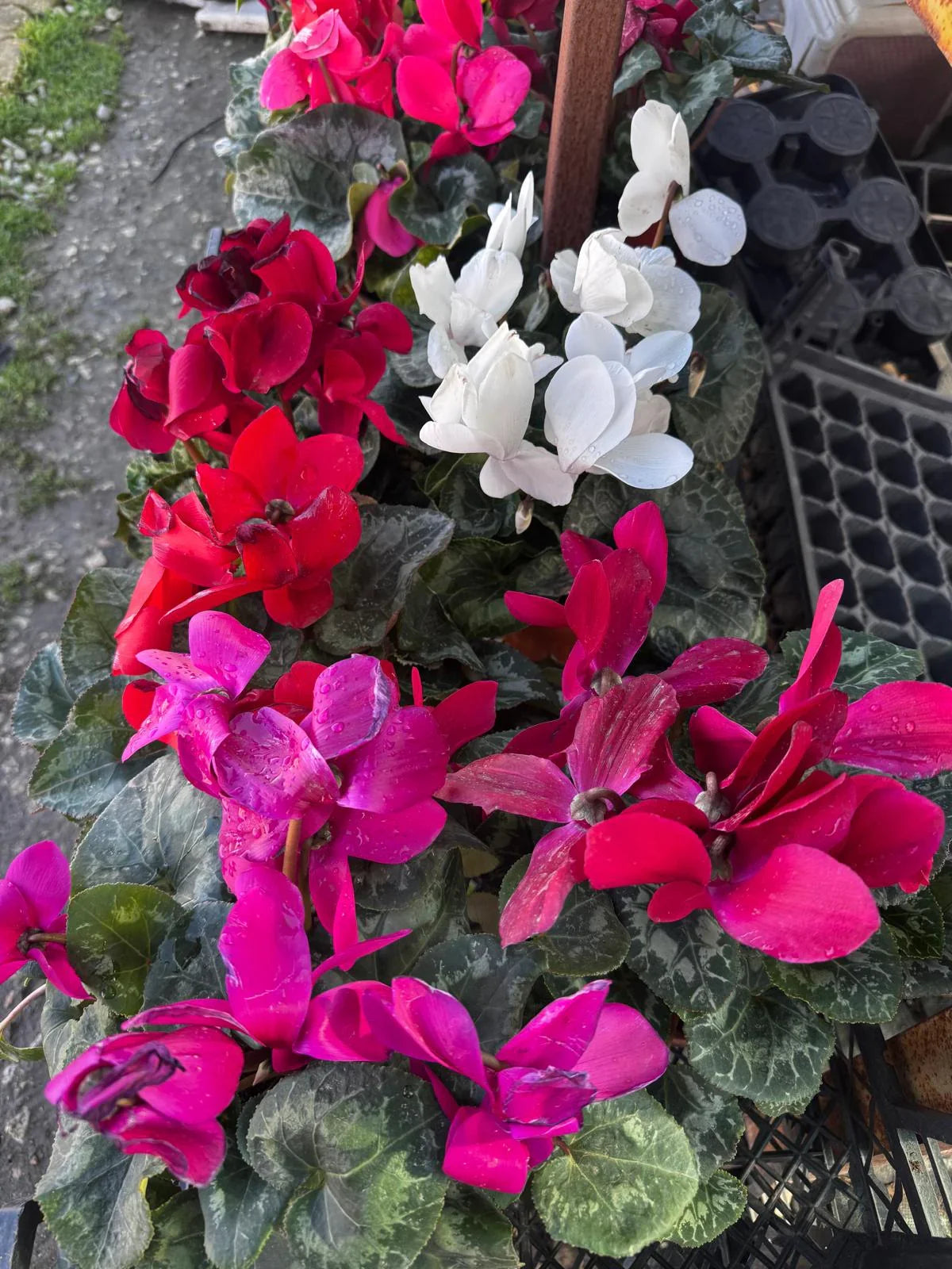 Tavşan Kulağı Sıklamen