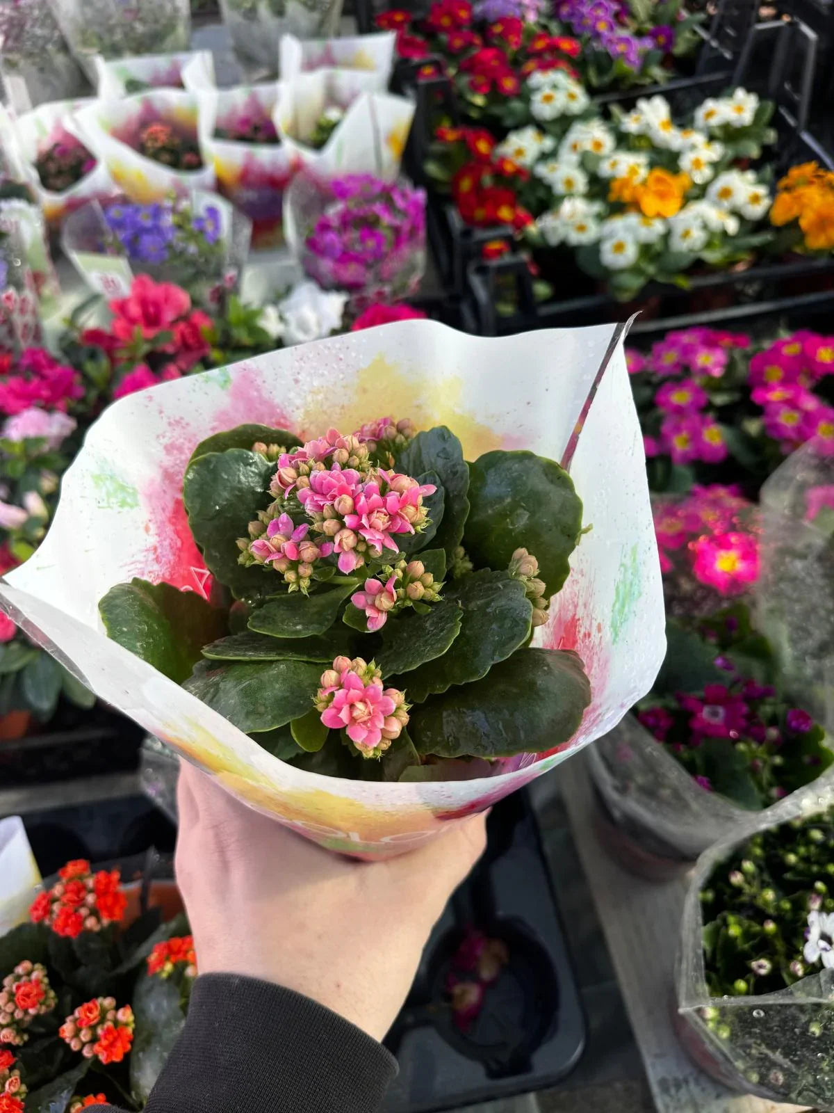 Kalanşo (Kalanchoe)