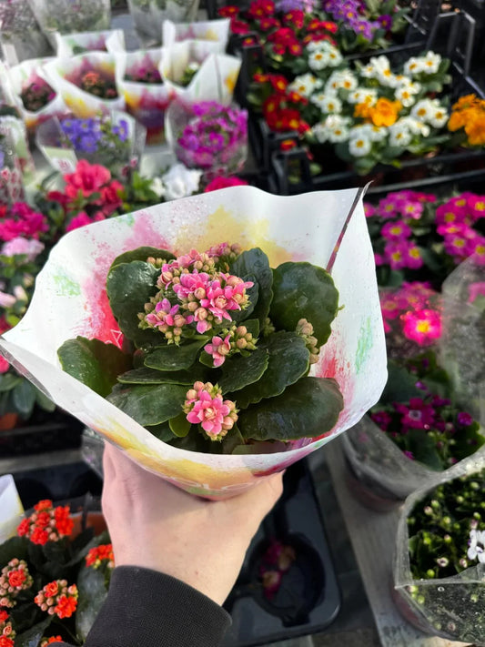 Kalanşo (Kalanchoe)