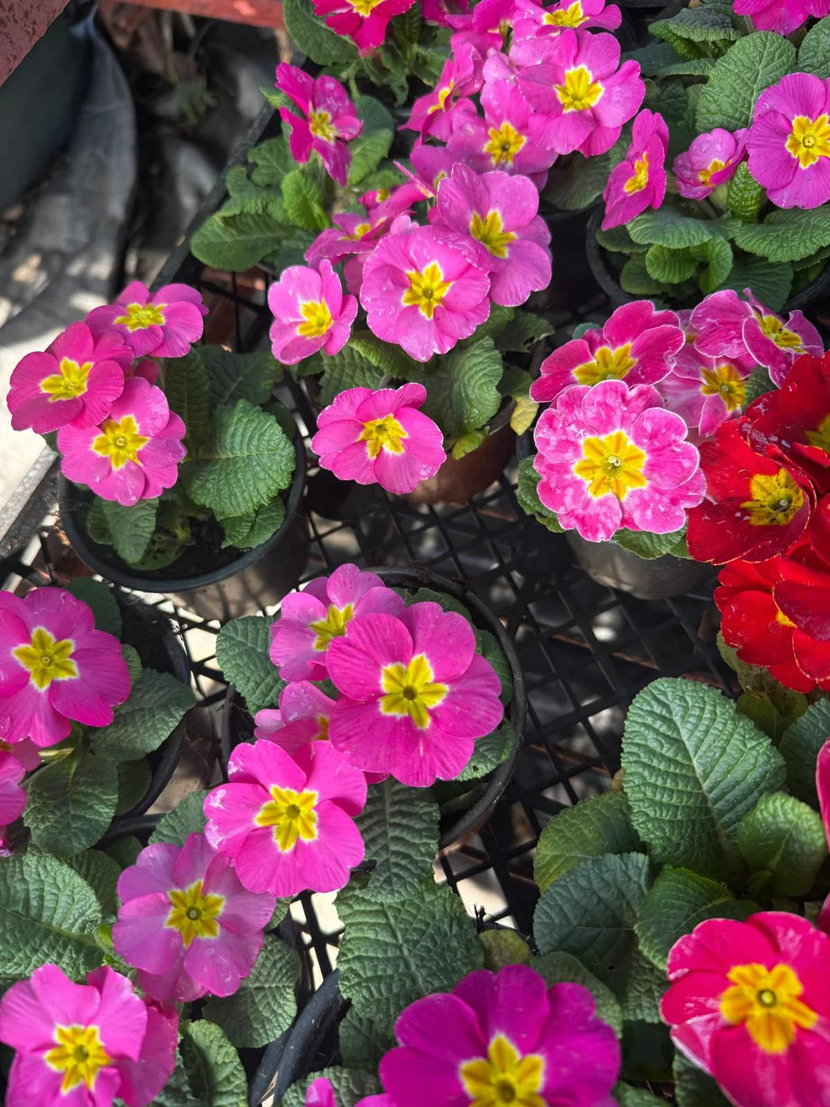 3'lü Renk Cümbüşü Çuha Çiçeği (Primula) Seti