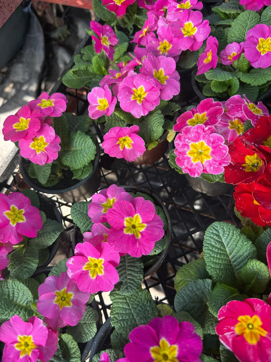 3'lü Renk Cümbüşü Çuha Çiçeği (Primula) Seti