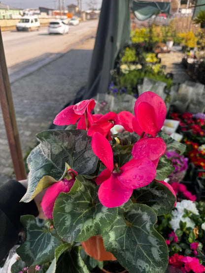 Tavşan Kulağı Sıklamen