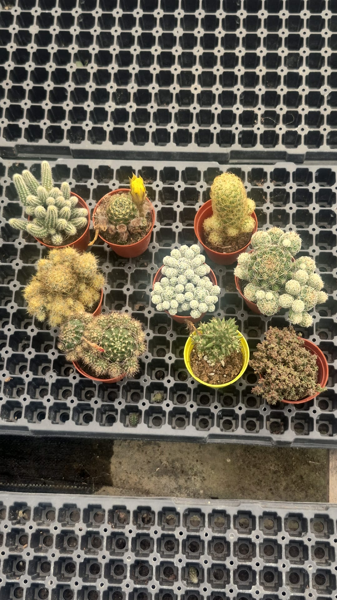 Üçlü "Kolay Bakım" Mini Bitki Seti