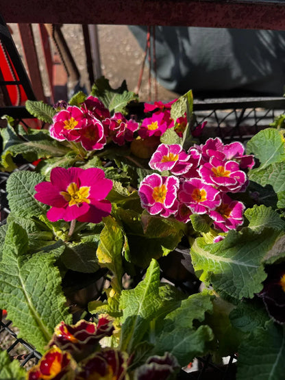 3'lü Renk Cümbüşü Çuha Çiçeği (Primula) Seti