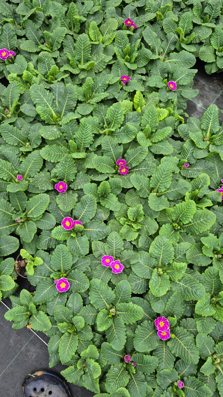 3'lü Renk Cümbüşü Çuha Çiçeği (Primula) Seti