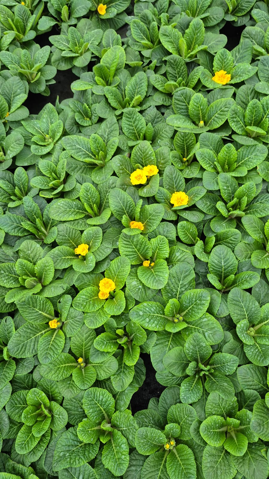 3'lü Renk Cümbüşü Çuha Çiçeği (Primula) Seti