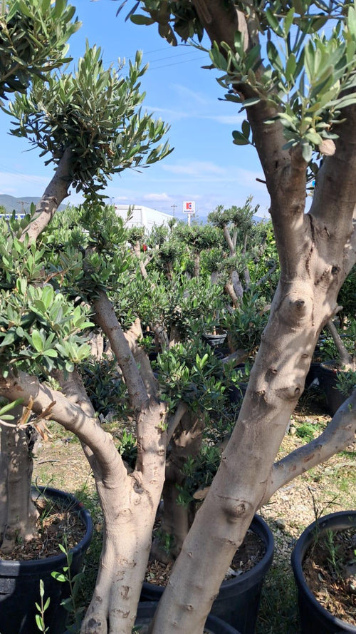 50 Yaş Zeytin Ağacı