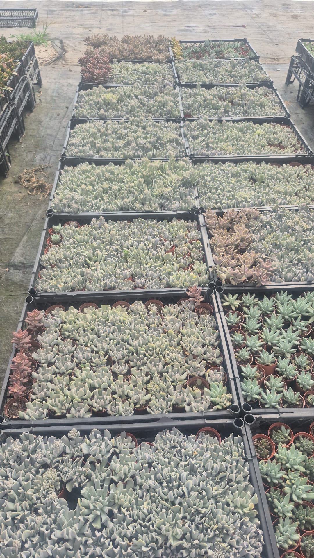 Üçlü "Kolay Bakım" Mini Bitki Seti