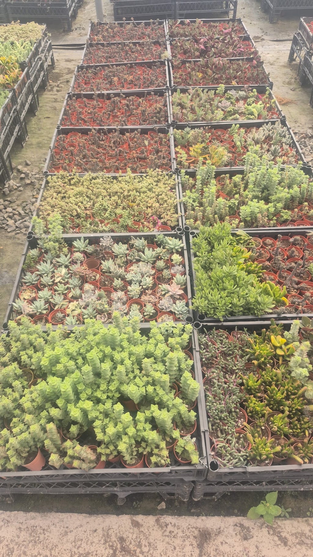 Üçlü "Kolay Bakım" Mini Bitki Seti