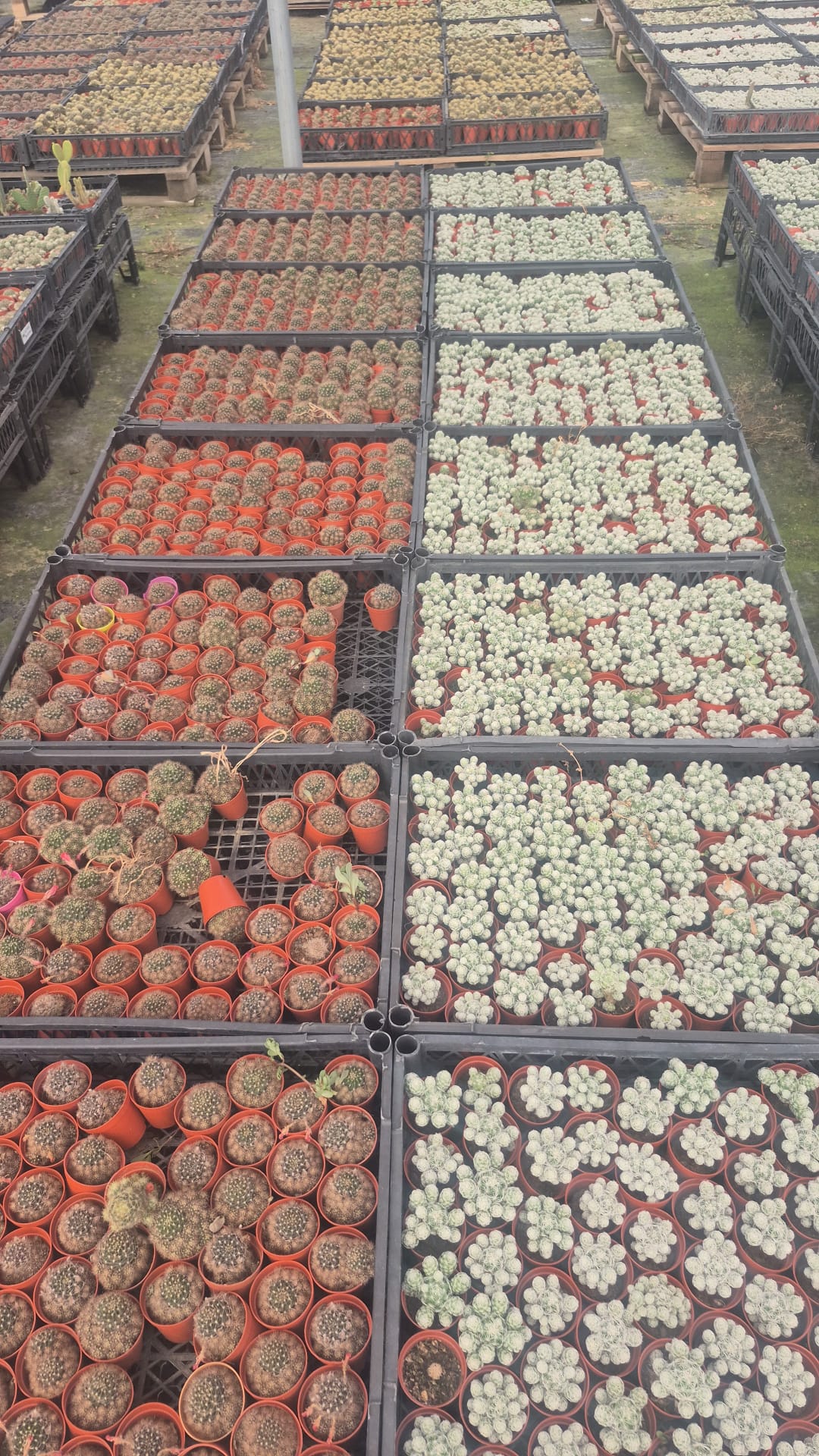 Üçlü "Kolay Bakım" Mini Bitki Seti