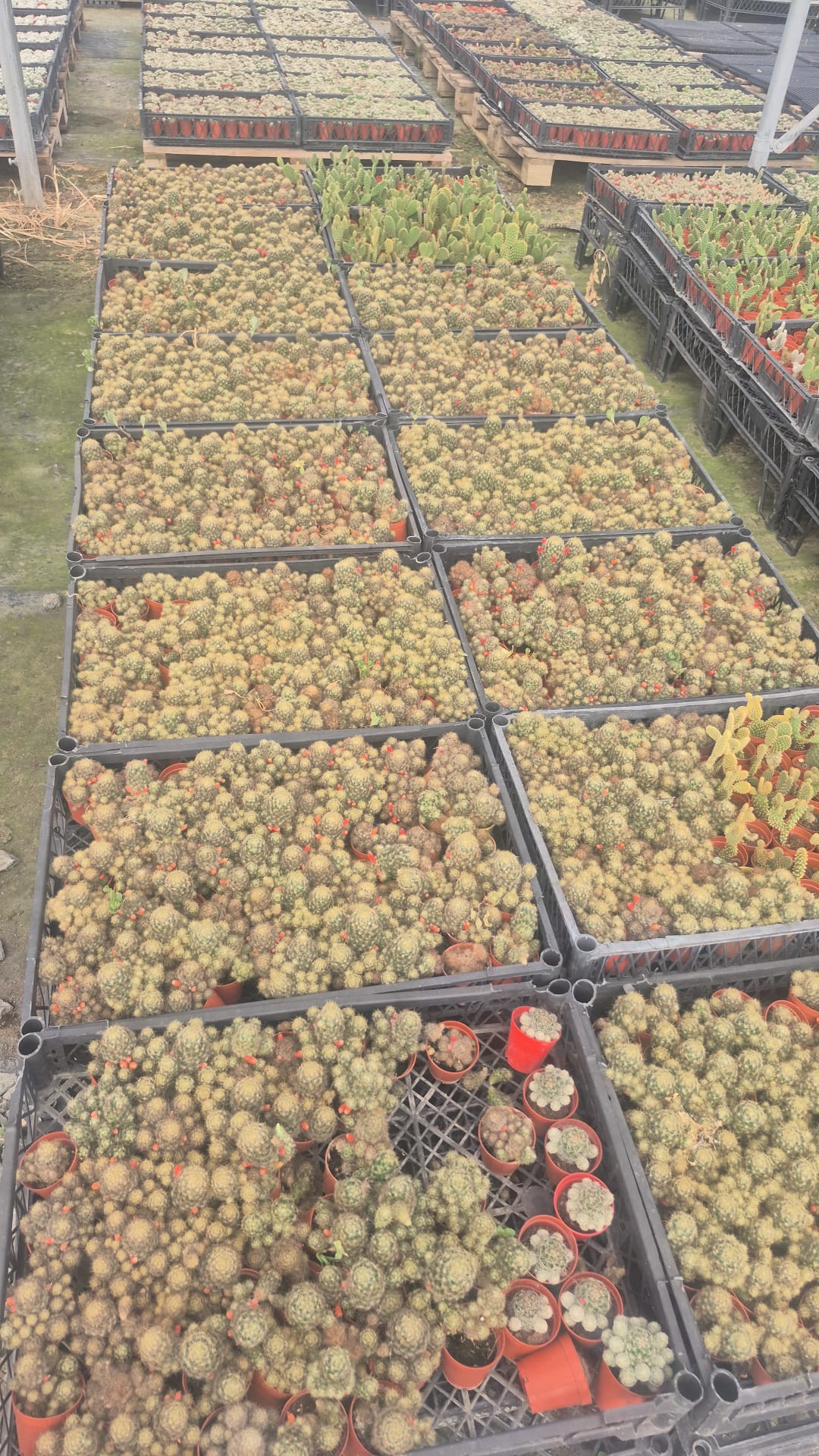 Üçlü "Kolay Bakım" Mini Bitki Seti