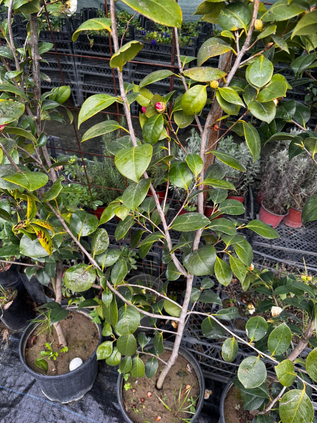 Kamelya (Camellia Japonica)