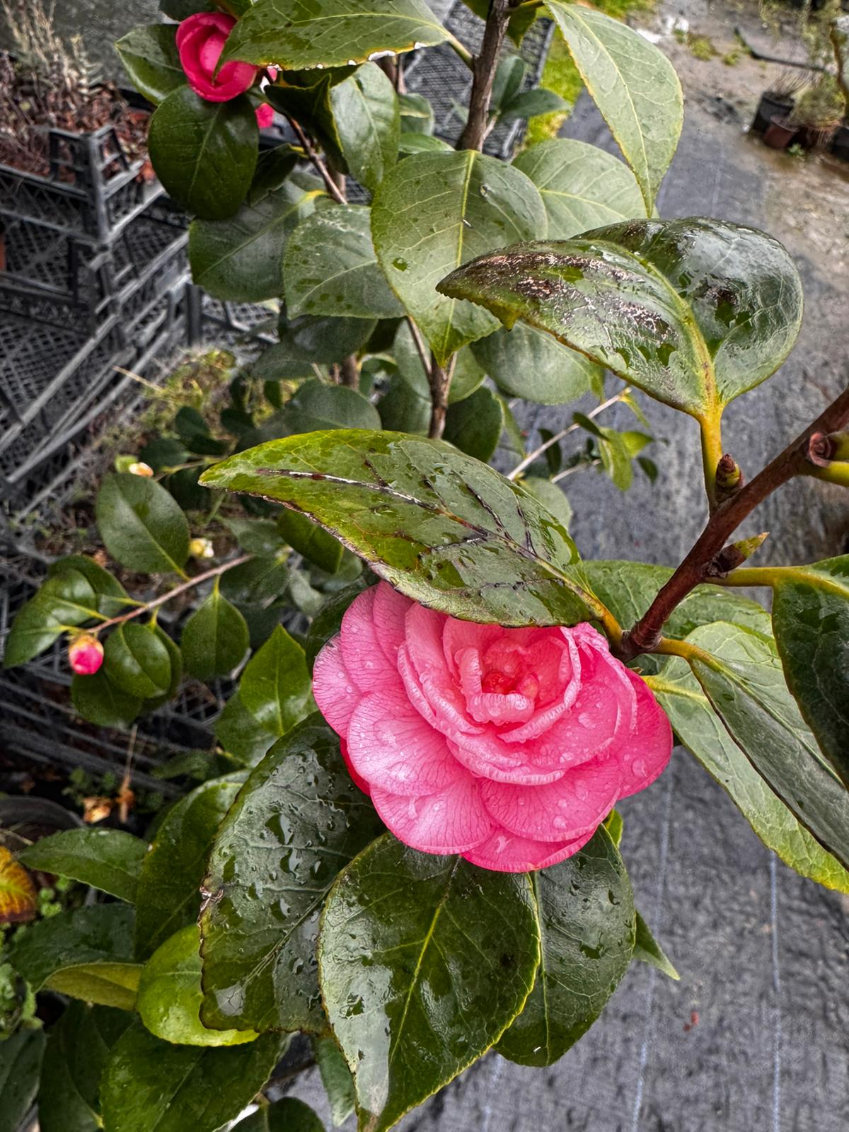 Kamelya (Camellia Japonica)