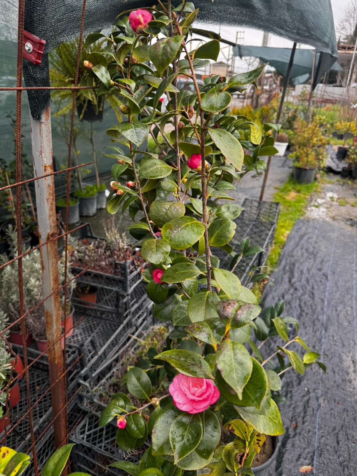 Kamelya (Camellia Japonica)
