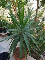 Tek Dal Yuka (Yucca Elephantipes)