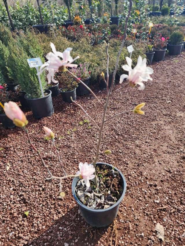 Yaprak Döken Manolya